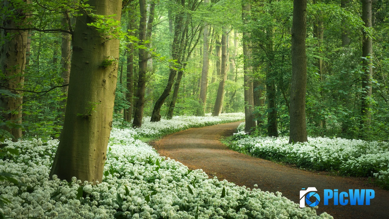 Forest path White flowers 4K PC Wallpaper
