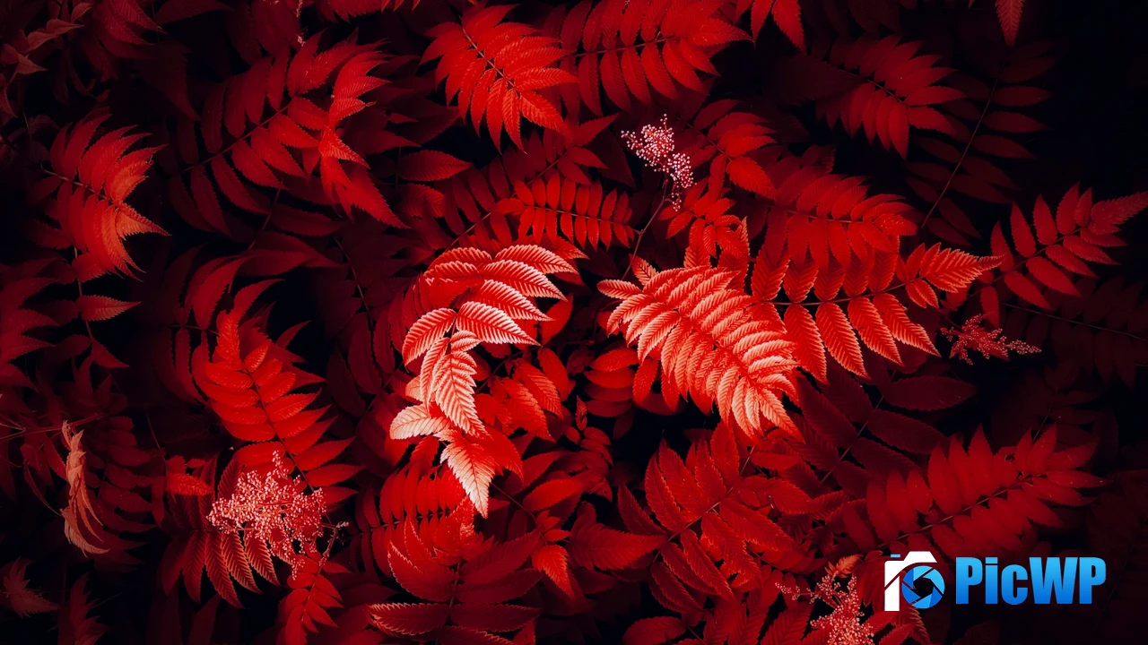 Red leaves Foliage 4K PC Wallpaper