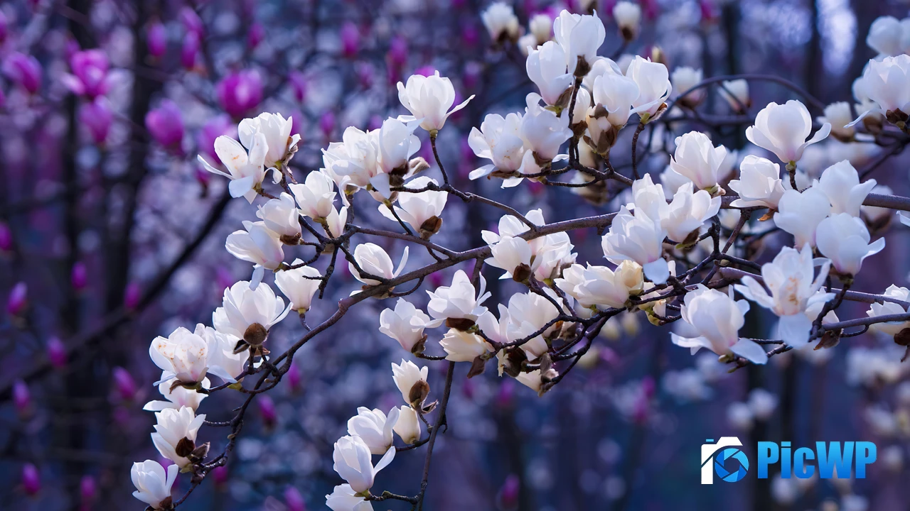 Sakura Aesthetic 4K PC Wallpaper