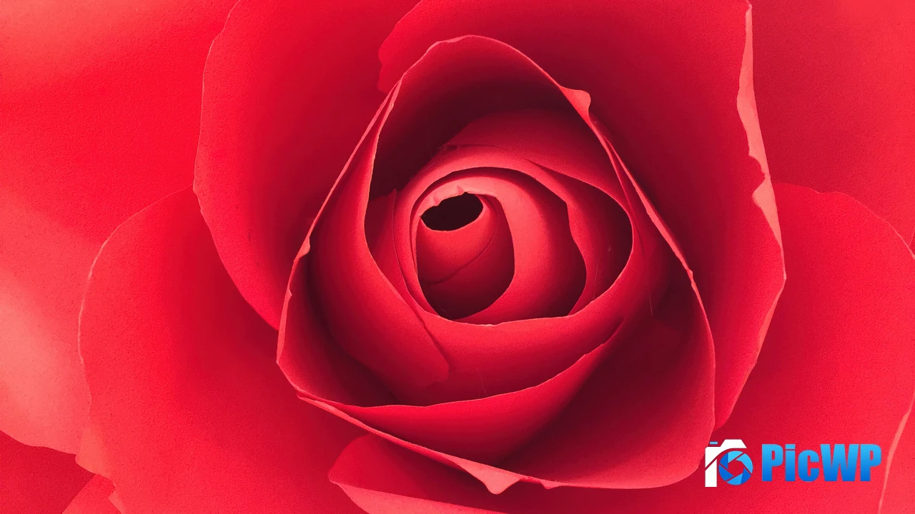 Rose flower Closeup Photography 4K PC Wallpaper