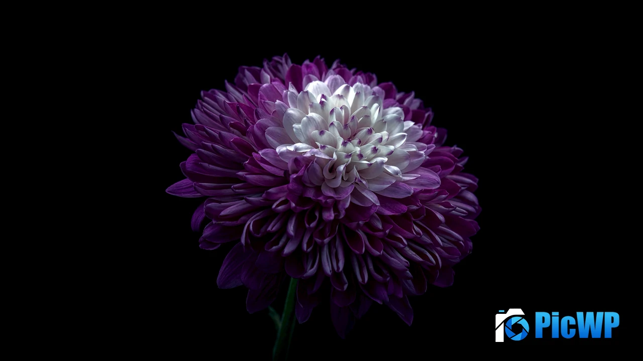 Chrysanthemum Purple Flower 4K PC Wallpaper