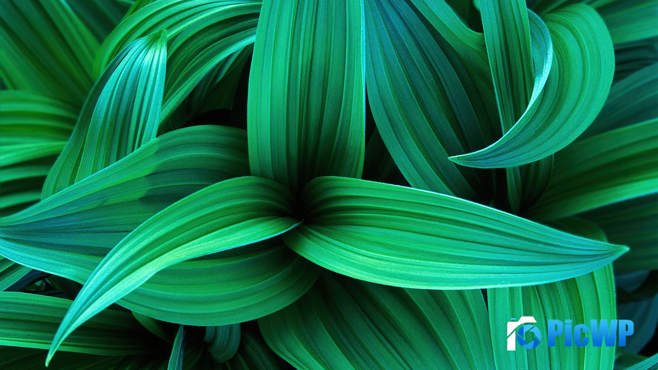 Green leaves Windows 7 4K PC Wallpaper