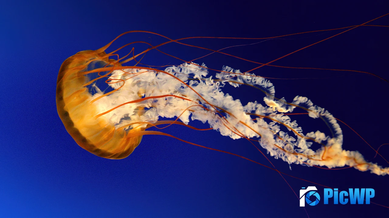 Jellyfish Windows 7 4K PC Wallpaper