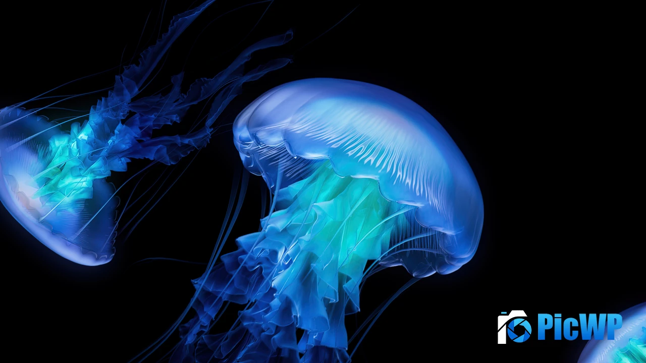 Jellyfish AMOLED 4K PC Wallpaper