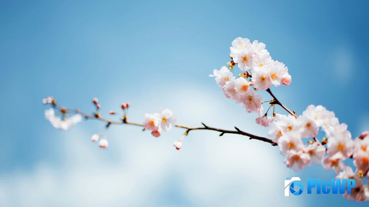 Sakura Cherry blossom 4K PC Wallpaper