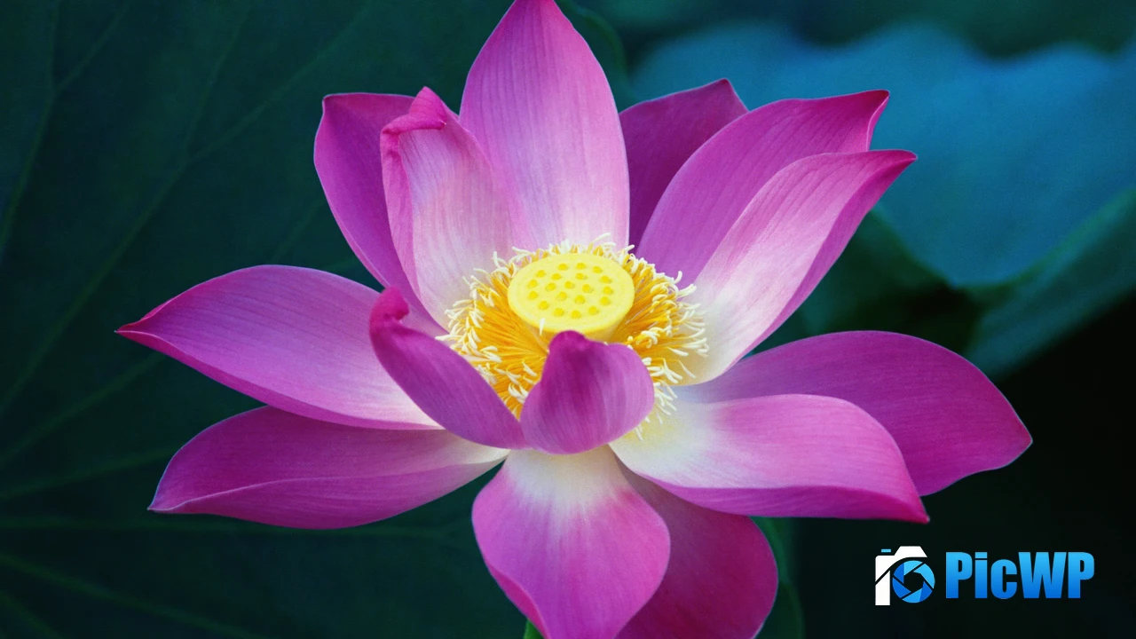 OS X Lion Lotus flower 4K PC Wallpaper