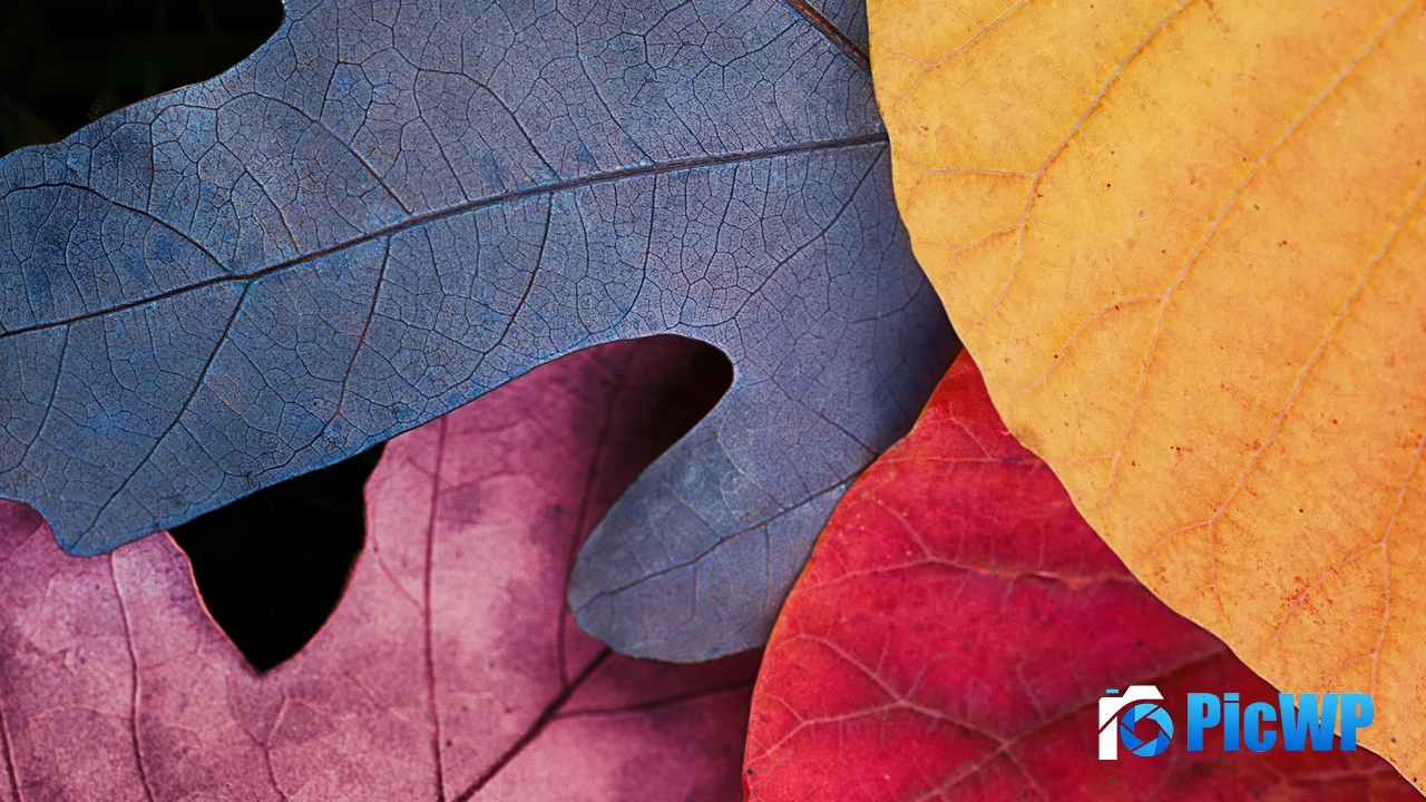 Fall Autumn leaves 4K PC Wallpaper