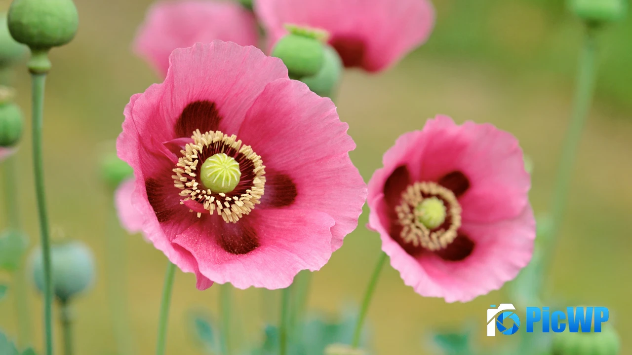 OS X Lion Poppies 4K PC Wallpaper