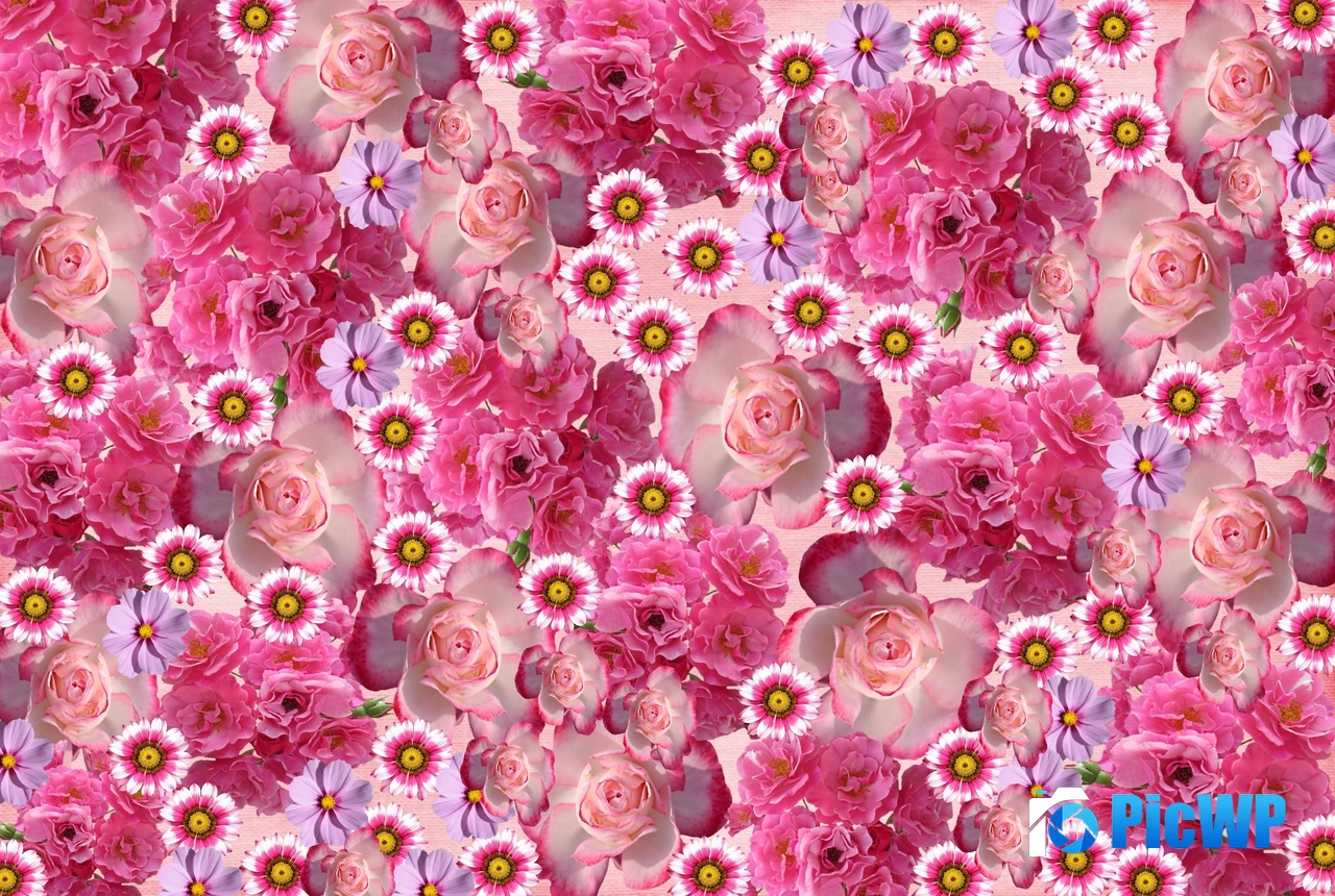 Rose flowers Pink flowers 4K PC Wallpaper