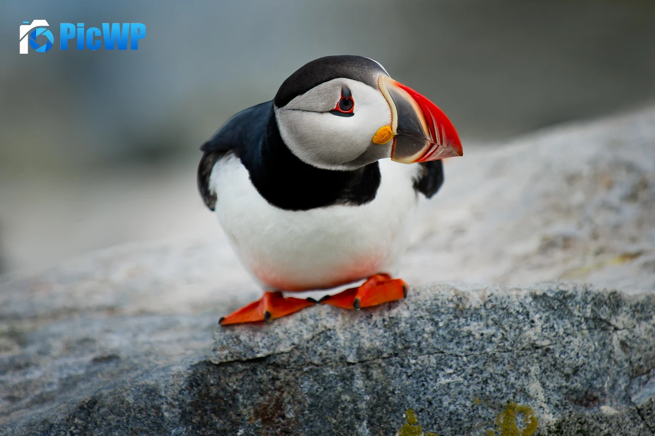 Atlantic puffin Seabirds 4K PC Wallpaper