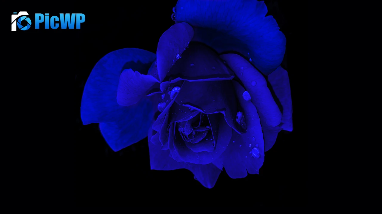 Blue rose Rose flower 4K PC Wallpaper