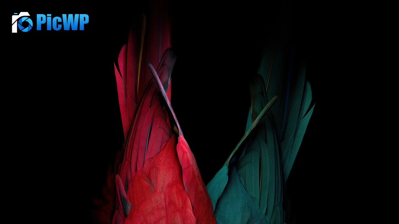 Scarlet macaw Parrot feathers 4K PC Wallpaper