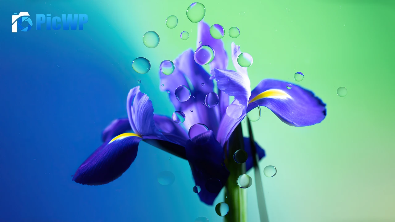 Iris flower Purple Flower 4K PC Wallpaper