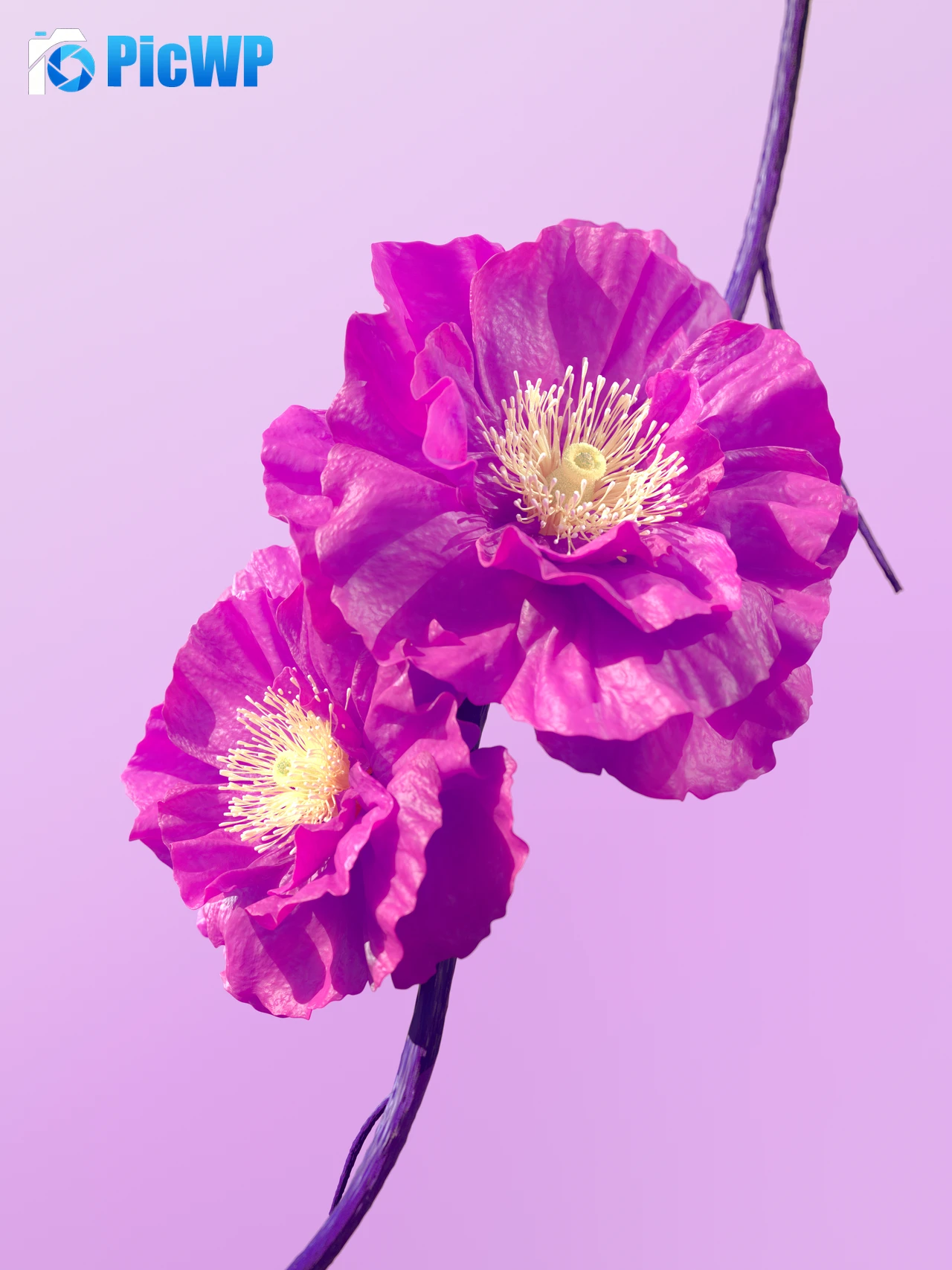 Hibiscus flowers Pink flowers 4K Mobile Wallpaper