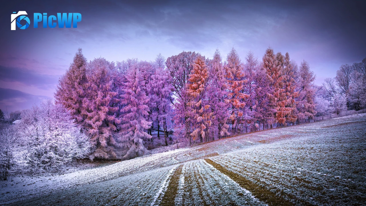 Winter forest Landscape 4K PC Wallpaper