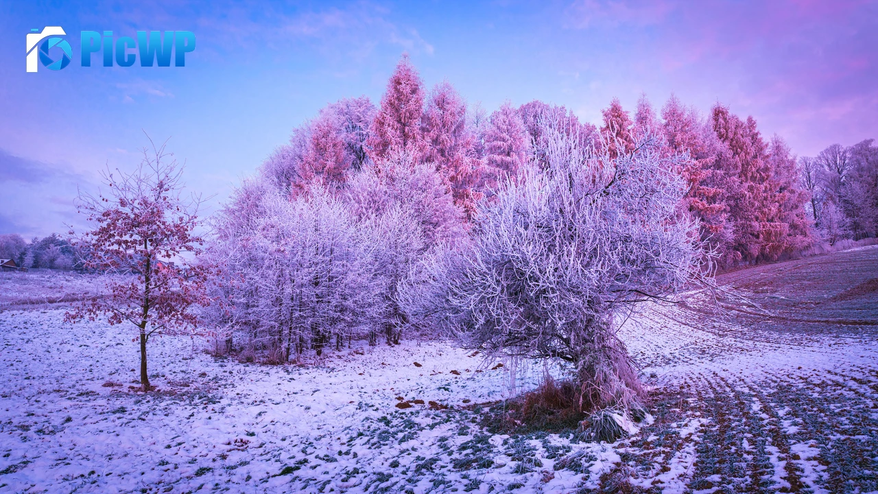 Winter forest Trees 4K PC Wallpaper