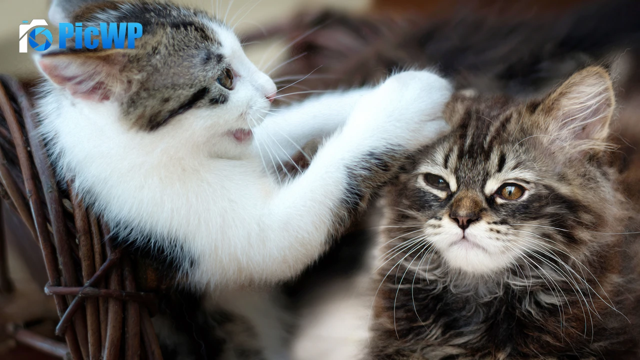 Pet Kittens 4K PC Wallpaper