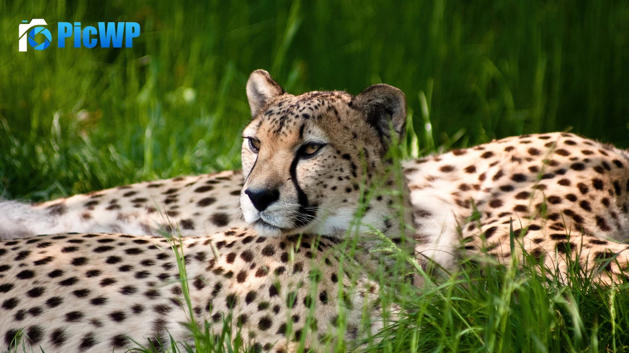 Cheetah Grass 4K PC Wallpaper