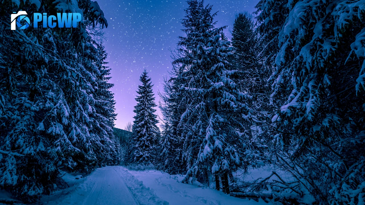 Winter Snowy Pine Trees Forest 4K PC Wallpaper