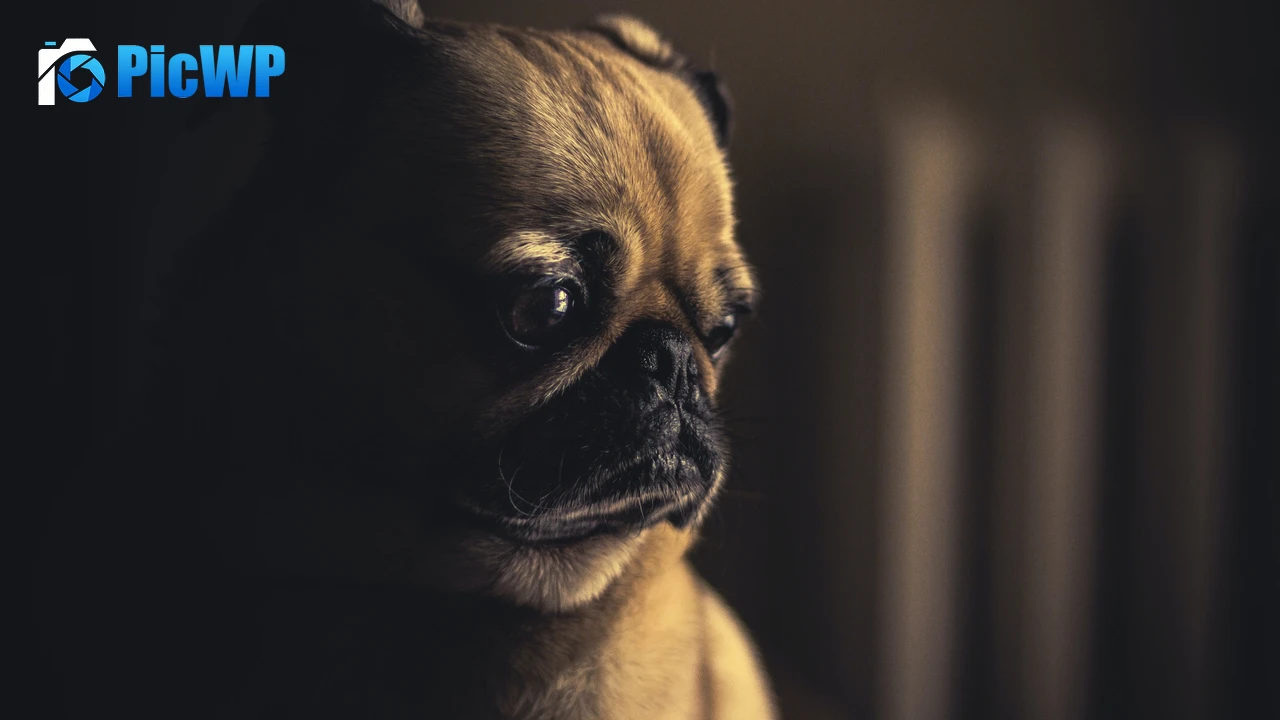 Fawn Pug Pet dog 4K PC Wallpaper