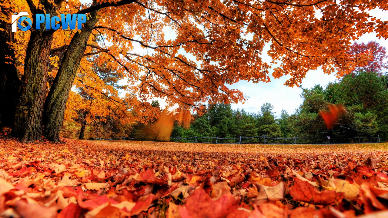Maple tree Autumn leaves 4K PC Wallpaper