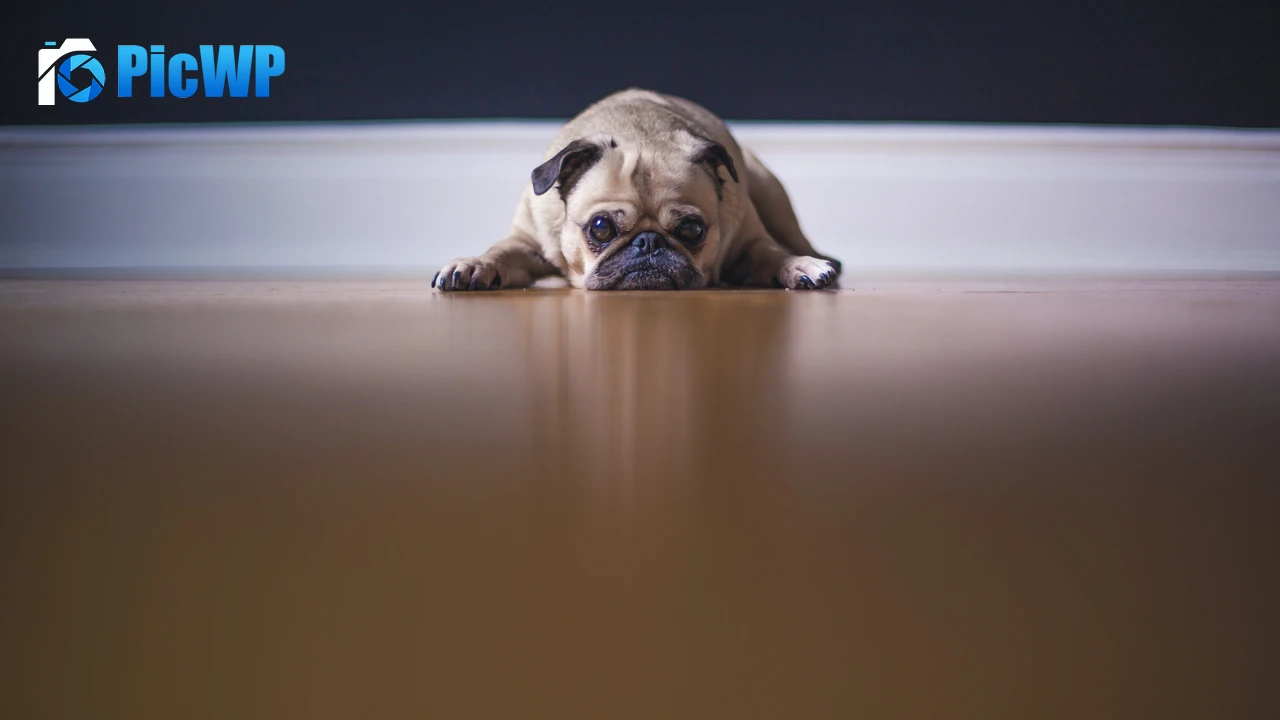 Fawn Pug On the floor 4K PC Wallpaper