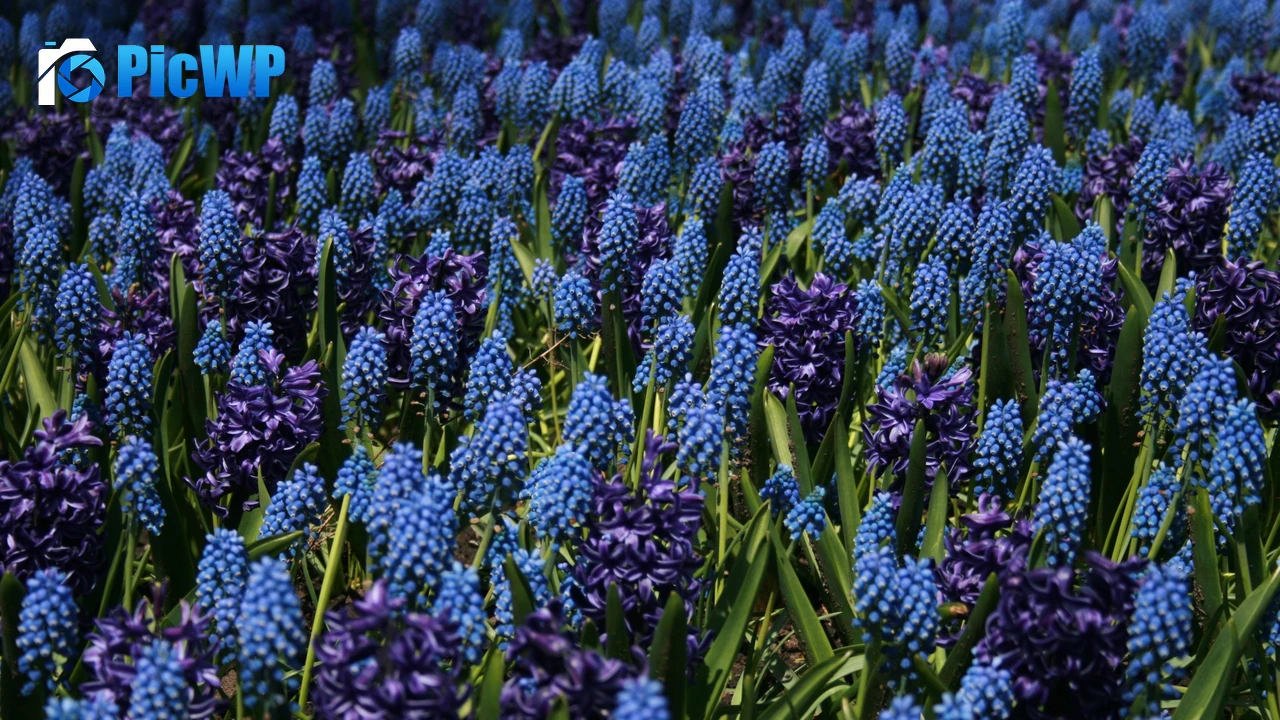 Lupine Field Blue flowers 4K PC Wallpaper