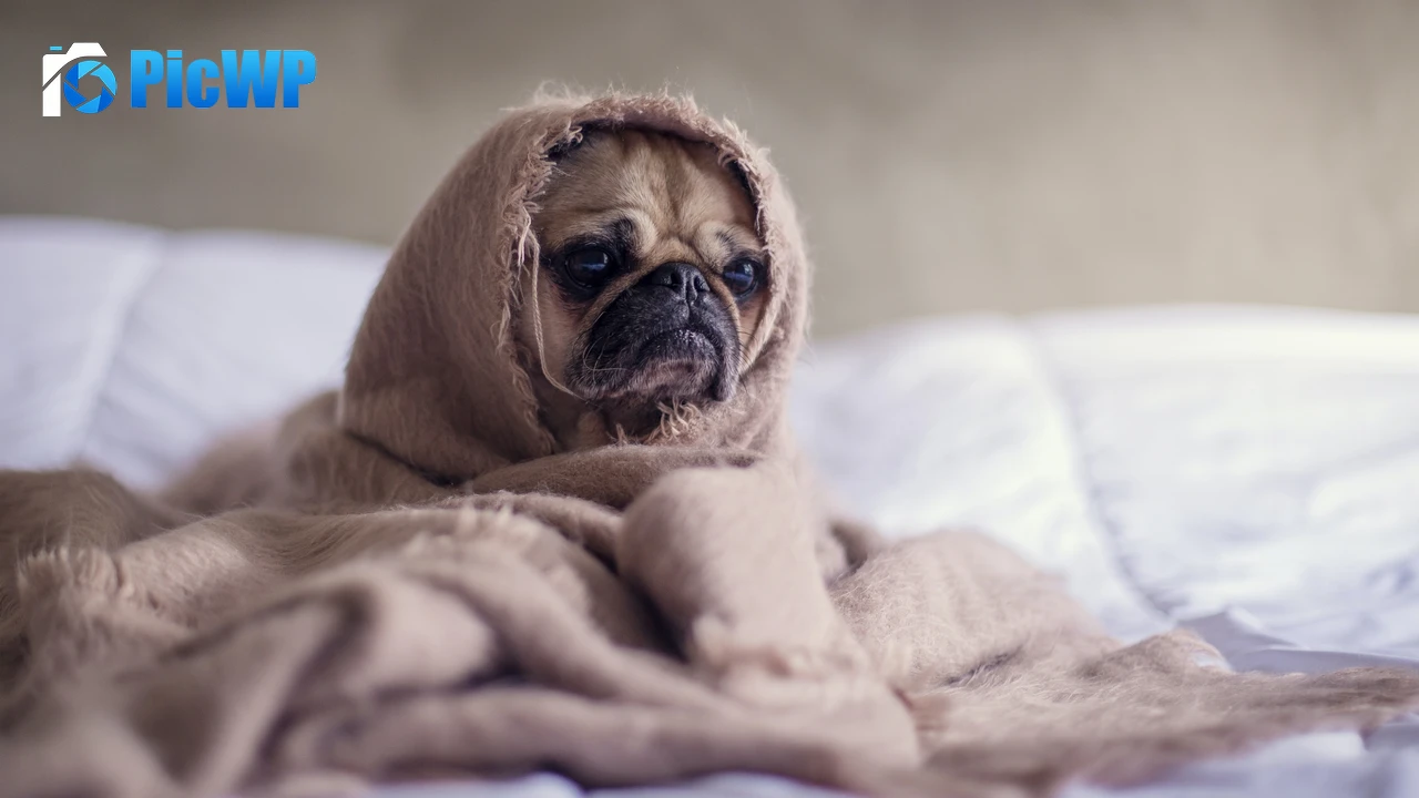 Fawn Pug Sad 4K PC Wallpaper