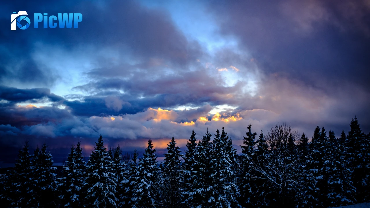 Snowy Trees Winter 4K PC Wallpaper