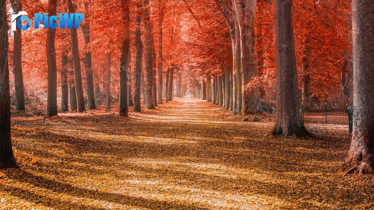 Autumn trees Forest path 4K PC Wallpaper
