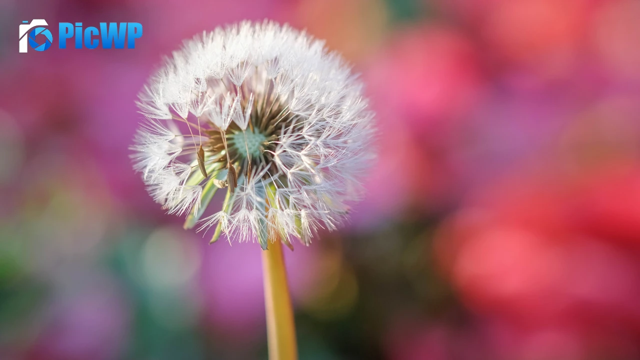 Dandelion flower Blur background 4K PC Wallpaper