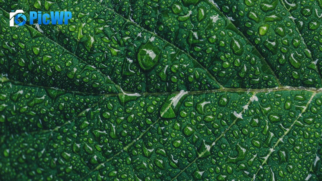 Green leaf Water drops 4K PC Wallpaper