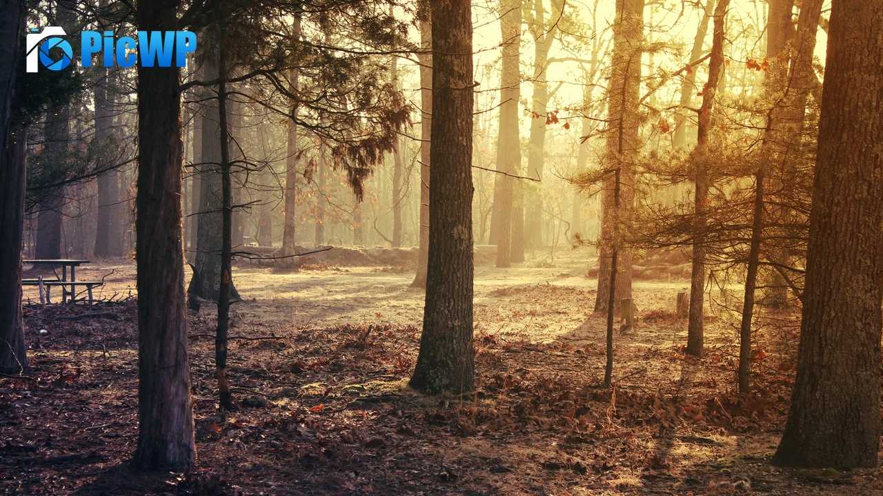 Forest Trees Sunrise 4K PC Wallpaper