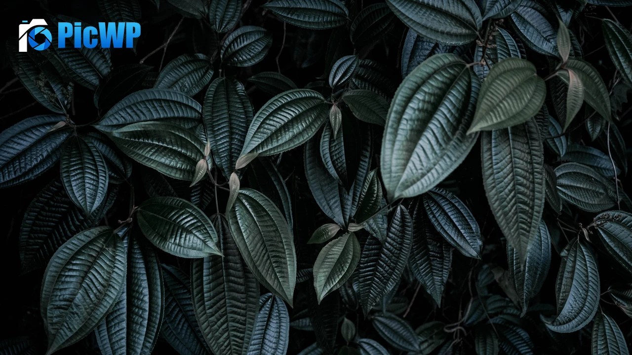 Leaf Background Green leaves 4K PC Wallpaper