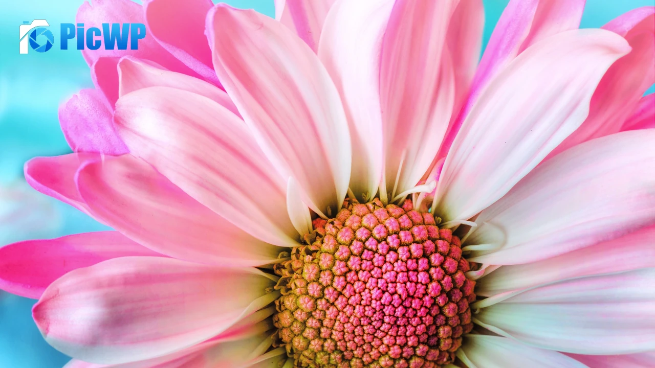 Pink Daisy Macro 4K PC Wallpaper