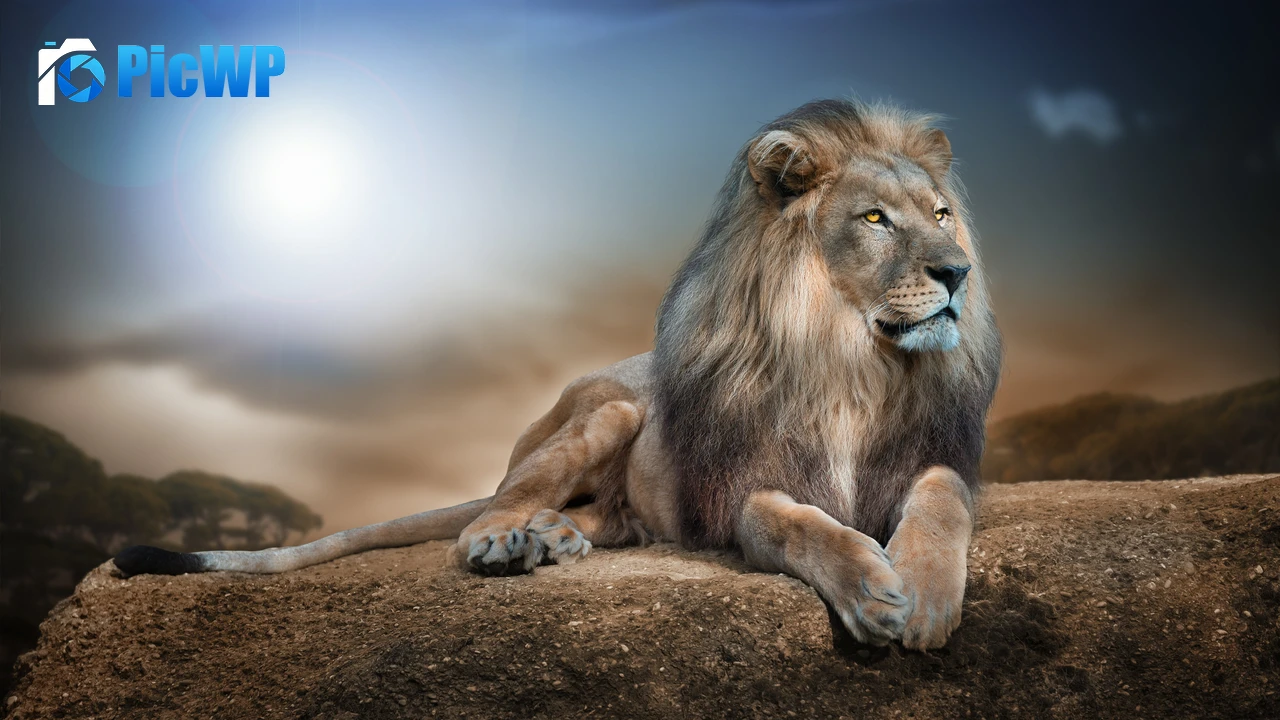African Lion Big cat 4K PC Wallpaper