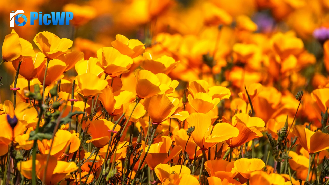 Poppy flowers Floral Background 4K PC Wallpaper
