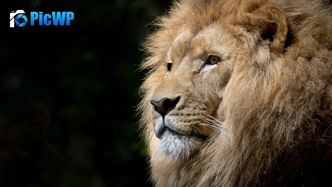 African Lion Face 4K PC Wallpaper