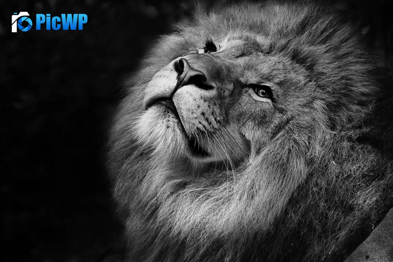 African Lion Black background 4K PC Wallpaper