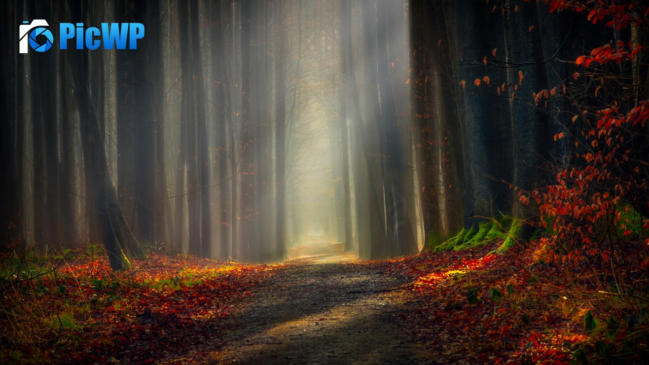 Forest path Autumn leaves 4K PC Wallpaper