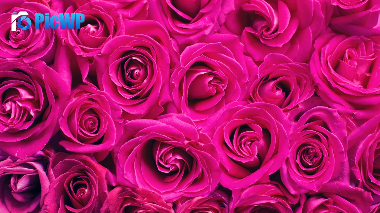 Pink Roses Floral Background 4K PC Wallpaper