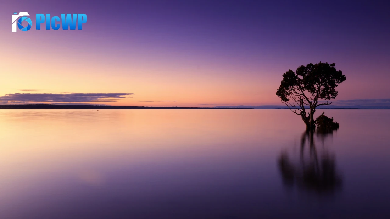 Tree Silhouette Sunset 4K PC Wallpaper