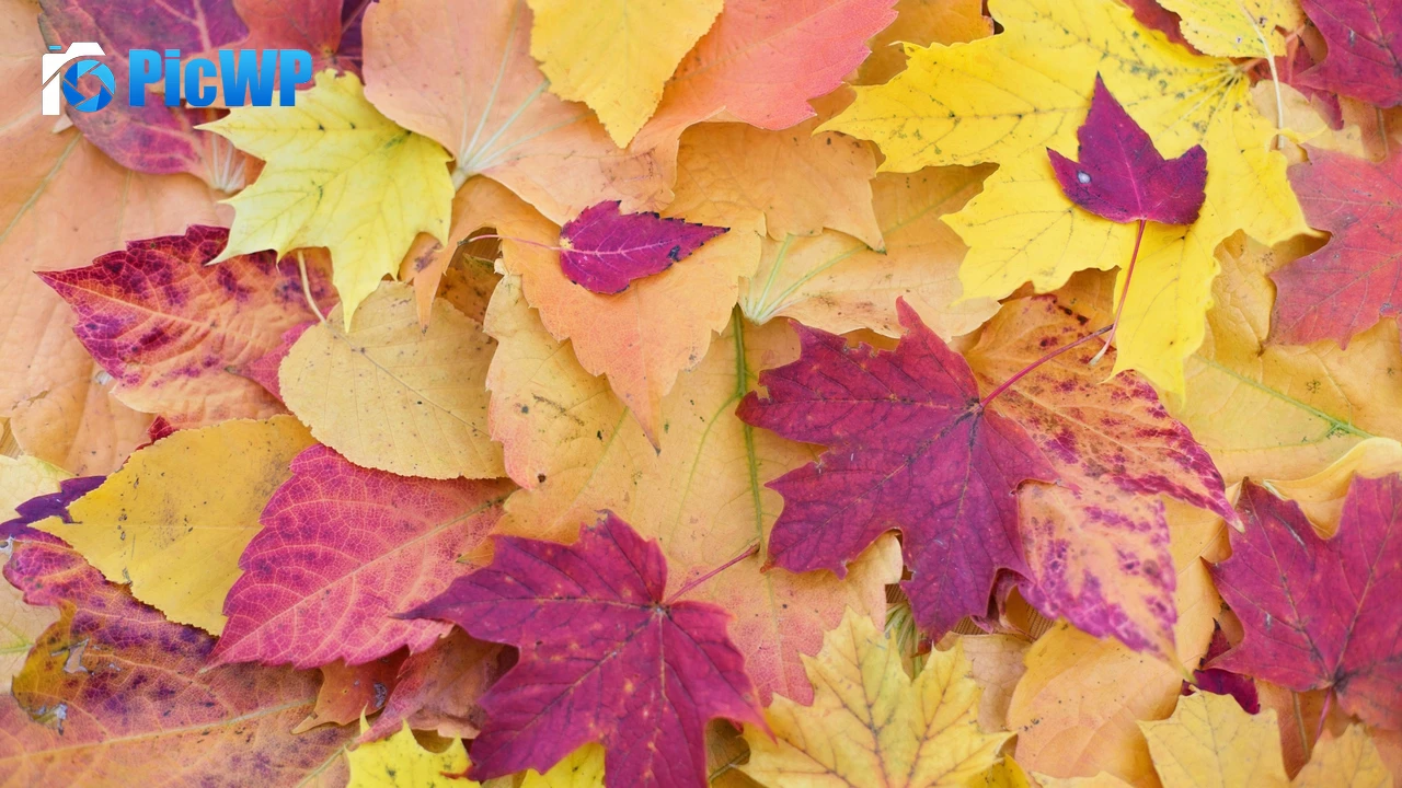 Maple leaves Fall Foliage 4K PC Wallpaper