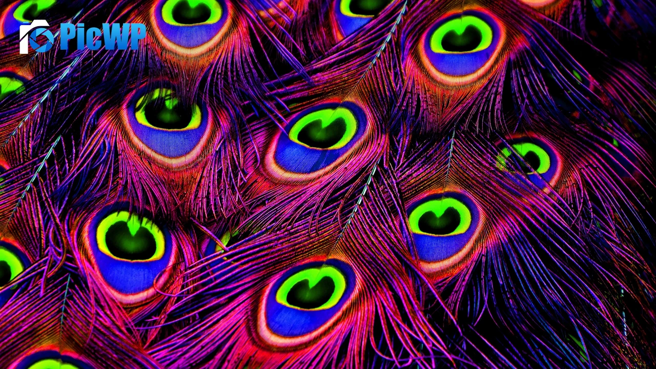 Peacock feather Plumage 4K PC Wallpaper