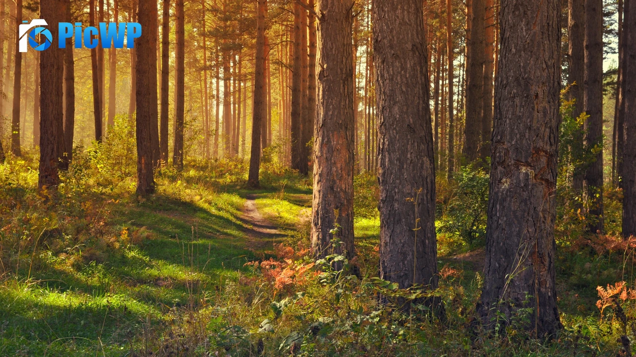 Tree Trunks Woods 4K PC Wallpaper