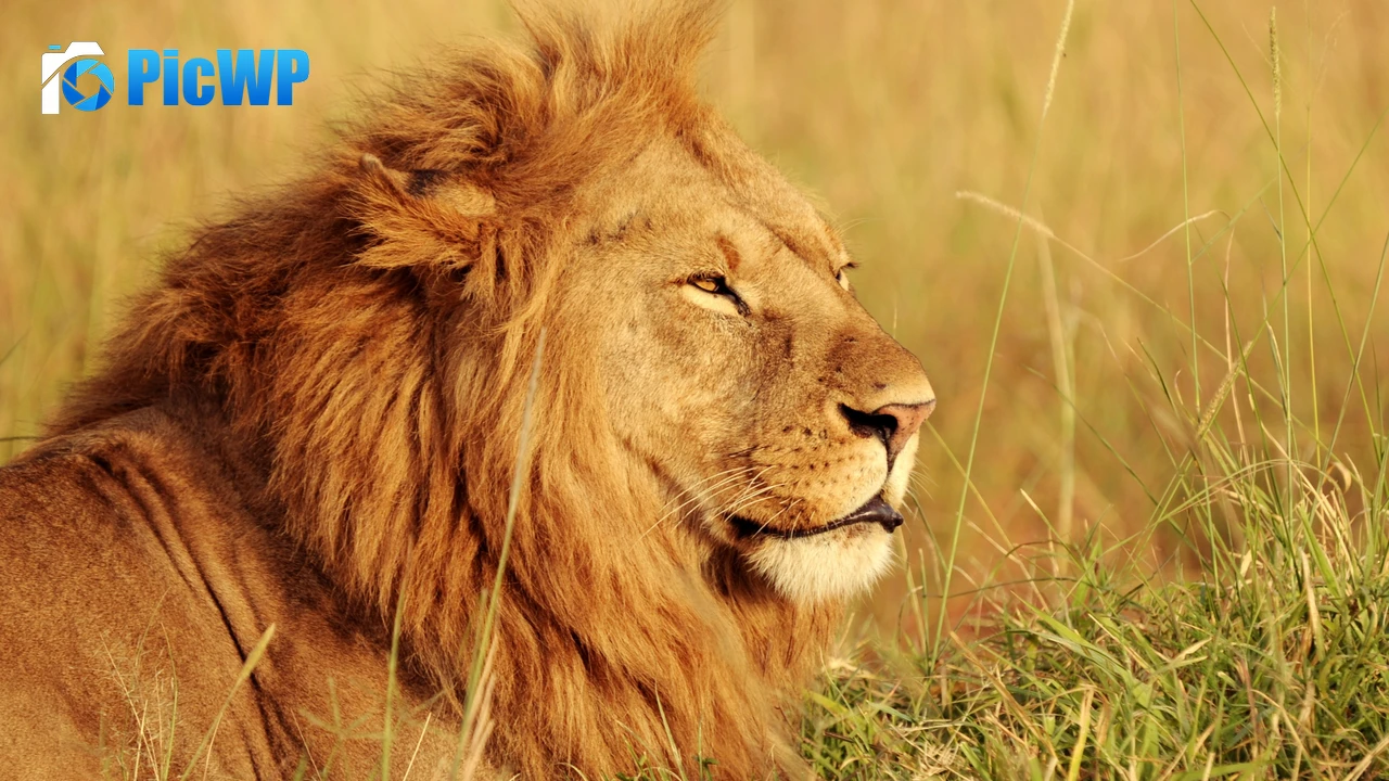 African Lion Safari 4K PC Wallpaper