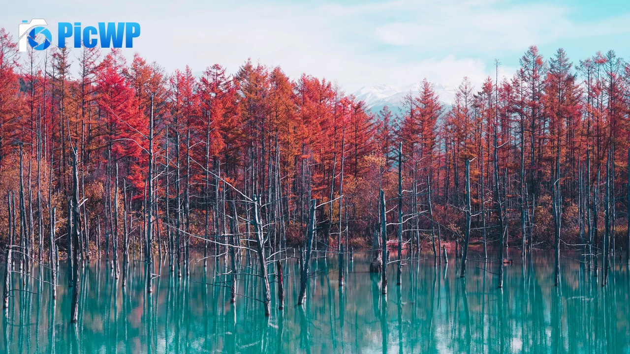 Shirogane Blue Pond Hokkaido 4K PC Wallpaper
