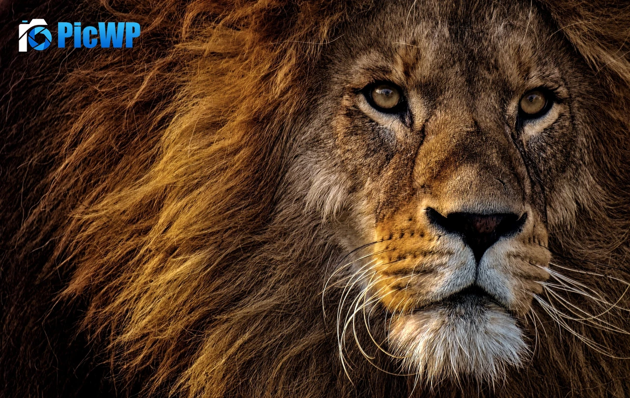 African Lion Portrait 4K PC Wallpaper