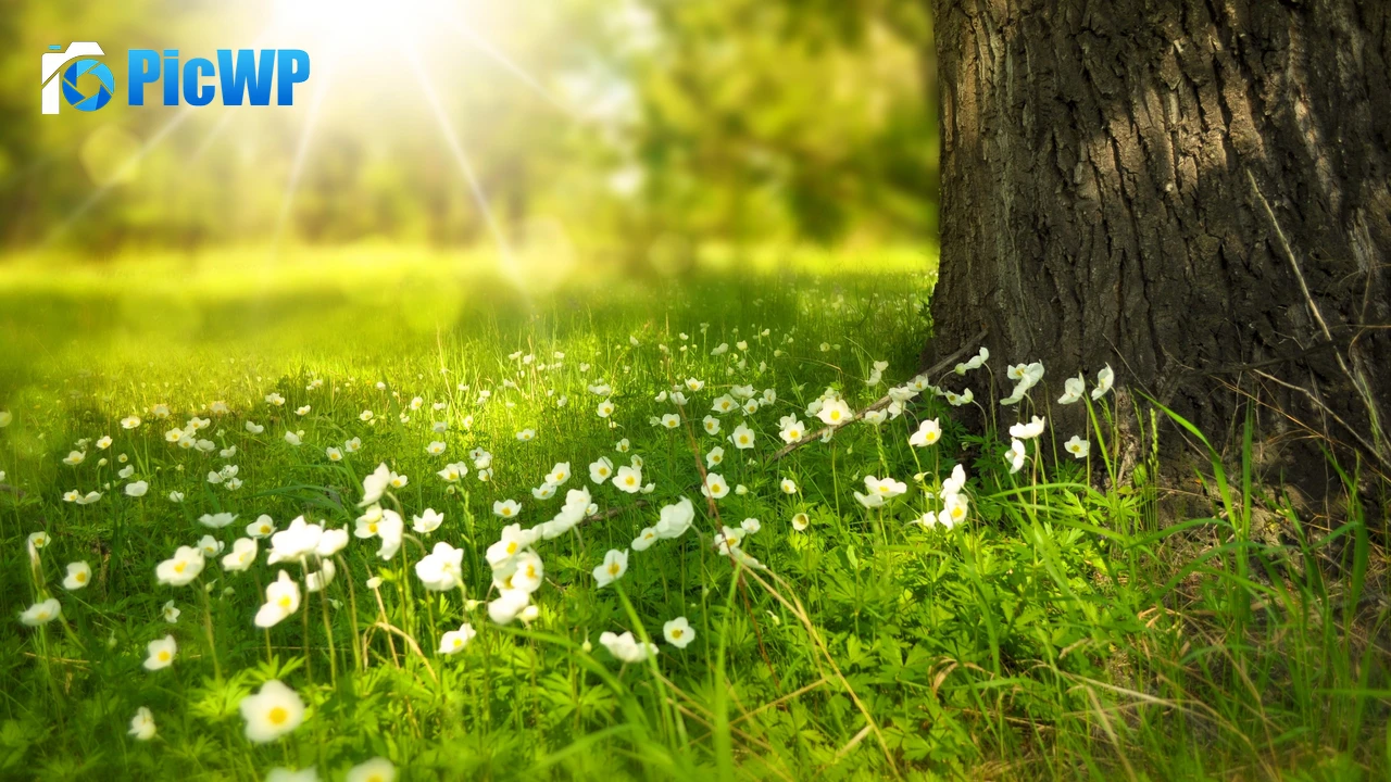 Tree Trunk Meadow 4K PC Wallpaper