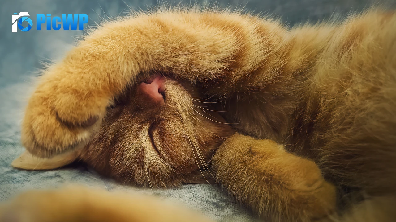 Ginger cat Cute Kitten 4K PC Wallpaper